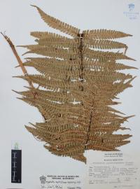 Dryopteris wallichiana image