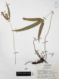 Pteris cretica image