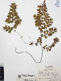 Adiantum capillus-veneris image