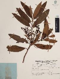 Comarostaphylis discolor image