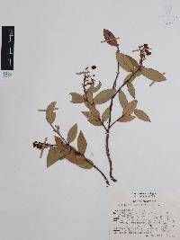Gaultheria lancifolia image