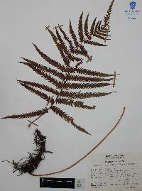 Thelypteris puberula image