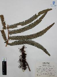 Thelypteris puberula image