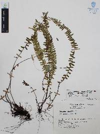 Asplenium monanthes image
