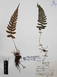 Blechnum glandulosum image