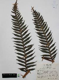 Woodwardia spinulosa image