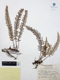 Polypodium furfuraceum image