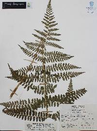 Athyrium arcuatum image