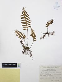 Polypodium guttatum image