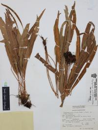 Elaphoglossum petiolatum image