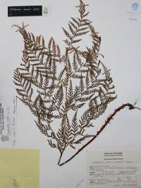 Dryopteris rossii image