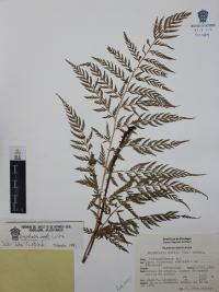 Dryopteris rossii image
