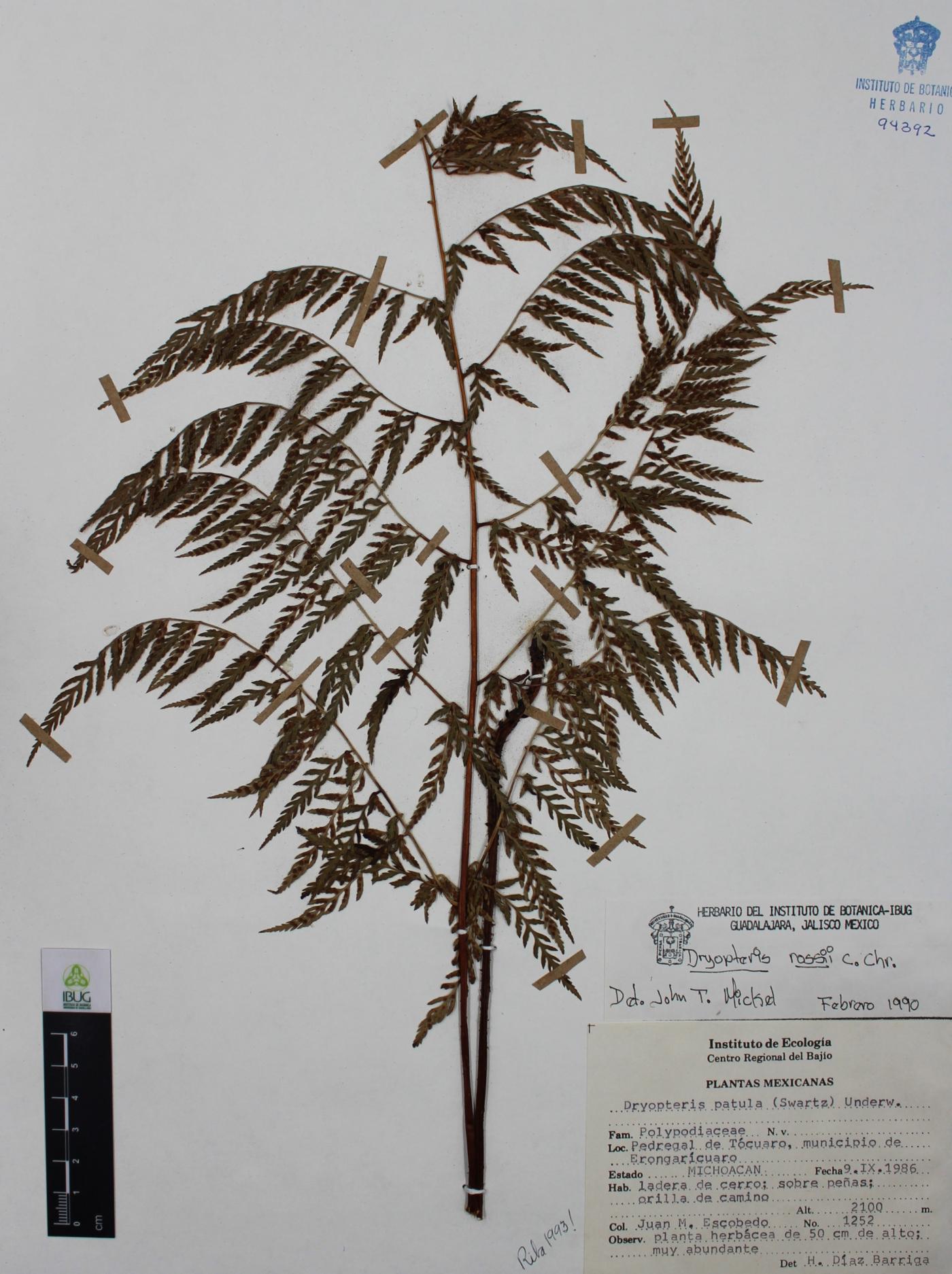 Dryopteris rossii image