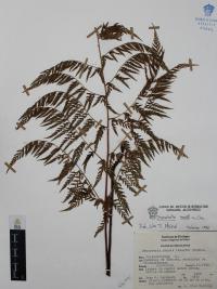 Dryopteris rossii image