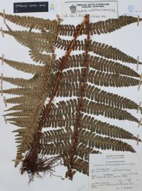 Dryopteris wallichiana image