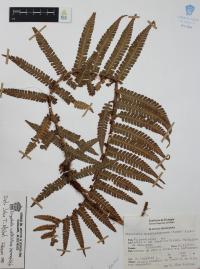 Dryopteris wallichiana image
