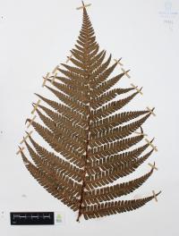 Dryopteris wallichiana image