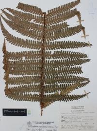 Dryopteris wallichiana image