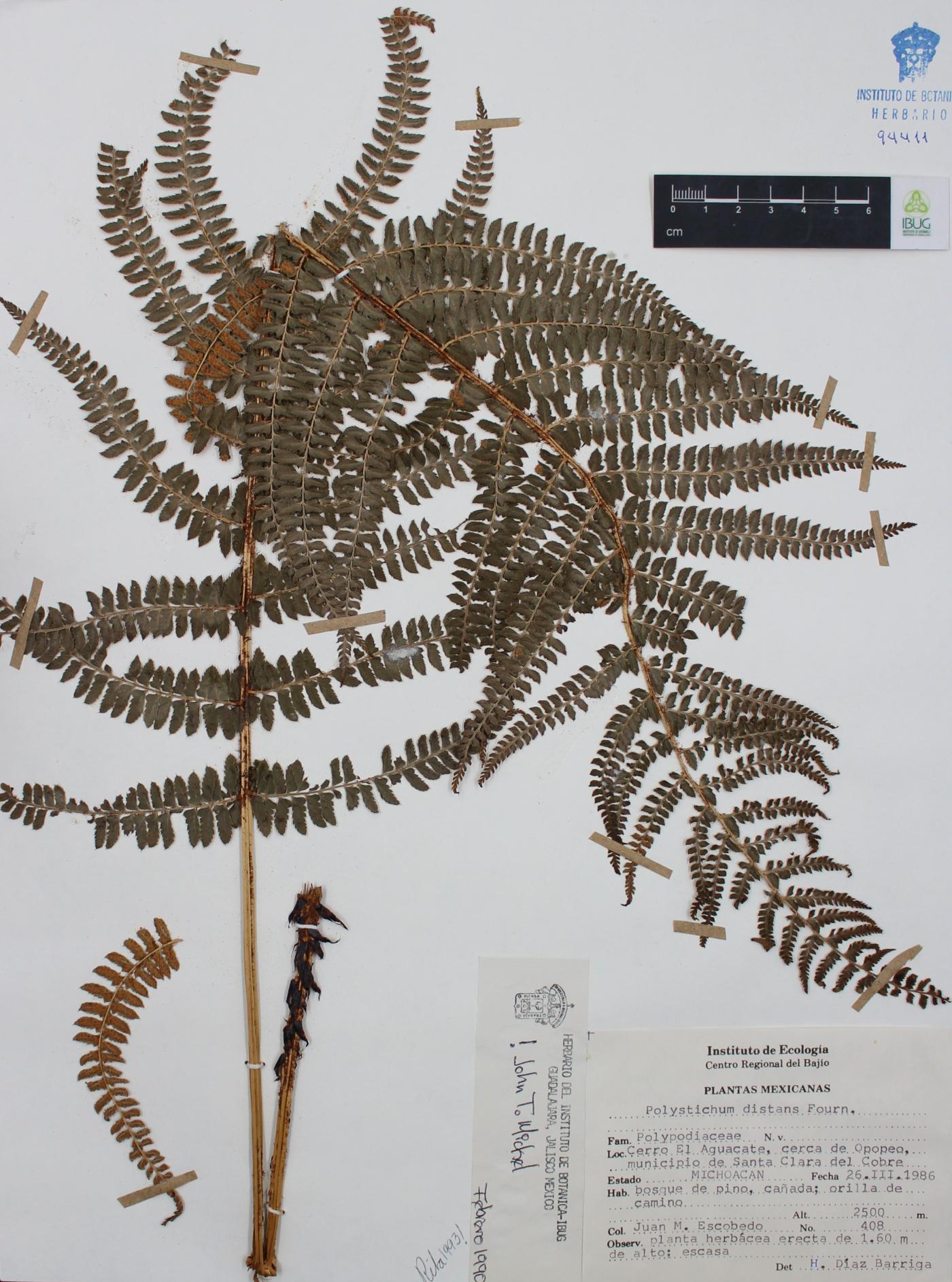 Polystichum distans image