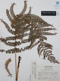 Polystichum distans image