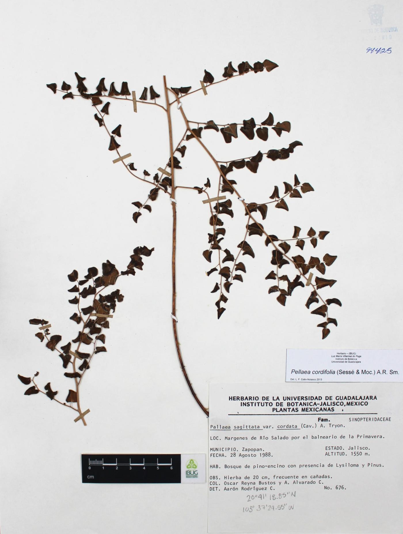 Pellaea cordifolia image