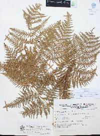 Pteridium aquilinum var. feei image