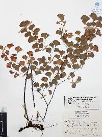 Adiantum andicola image