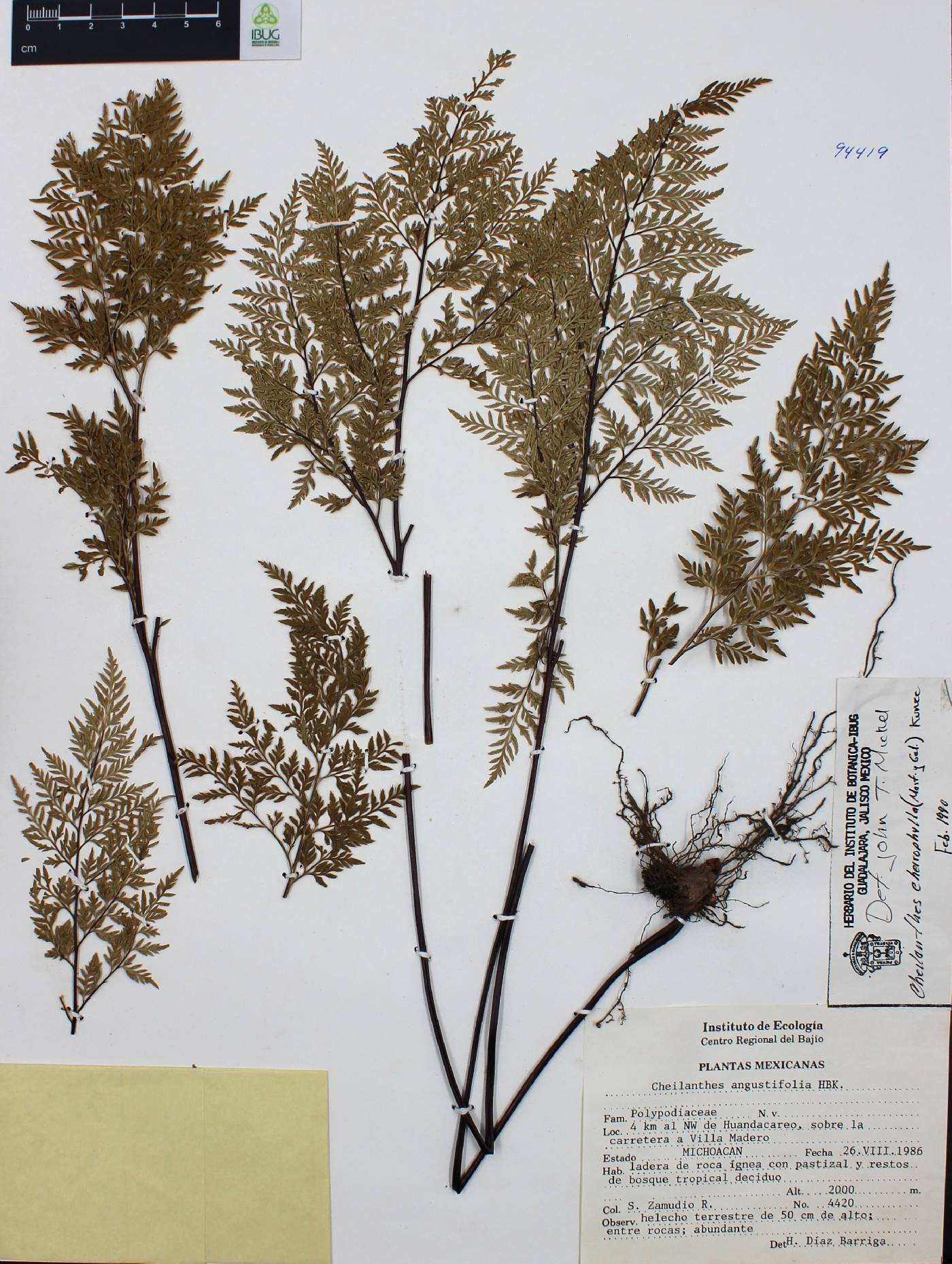 Gaga chaerophylla image