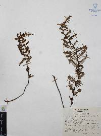 Myriopteris microphylla image