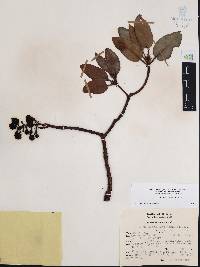 Arbutus xalapensis image