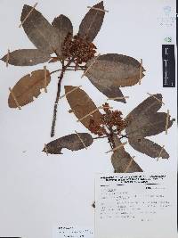 Arbutus xalapensis image