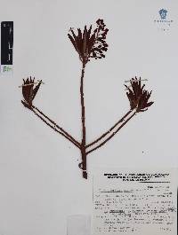 Comarostaphylis glaucescens image