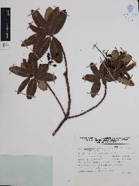 Comarostaphylis glaucescens image