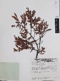 Vaccinium stenophyllum image