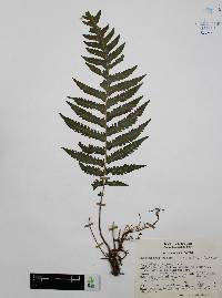 Thelypteris pilosa image
