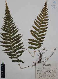 Thelypteris pilosa image