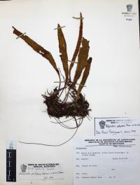 Pleopeltis polylepis image