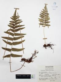 Polypodium subpetiolatum image