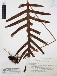 Phlebodium areolatum image