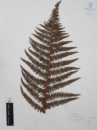 Polystichum speciosissimum image