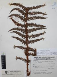 Polystichum speciosissimum image