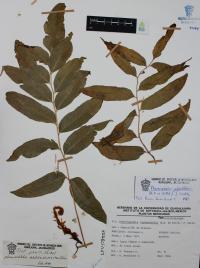 Phanerophlebia nobilis image