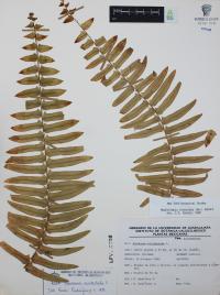 Nephrolepis biserrata image