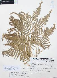 Pteridium aquilinum var. feei image