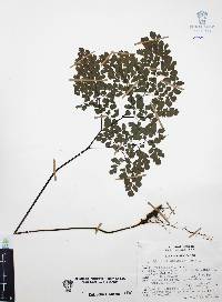 Adiantum andicola image