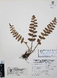 Astrolepis laevis image