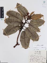 Arbutus xalapensis image