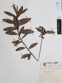 Comarostaphylis discolor image