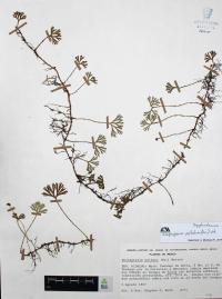 Elaphoglossum peltatum image
