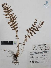 Woodsia mollis image